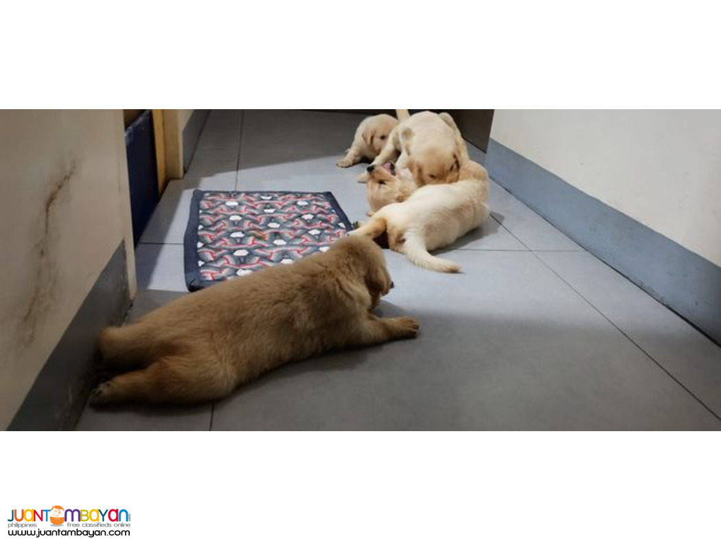 Pure Breed Golden Retriever Puppy/Puppies