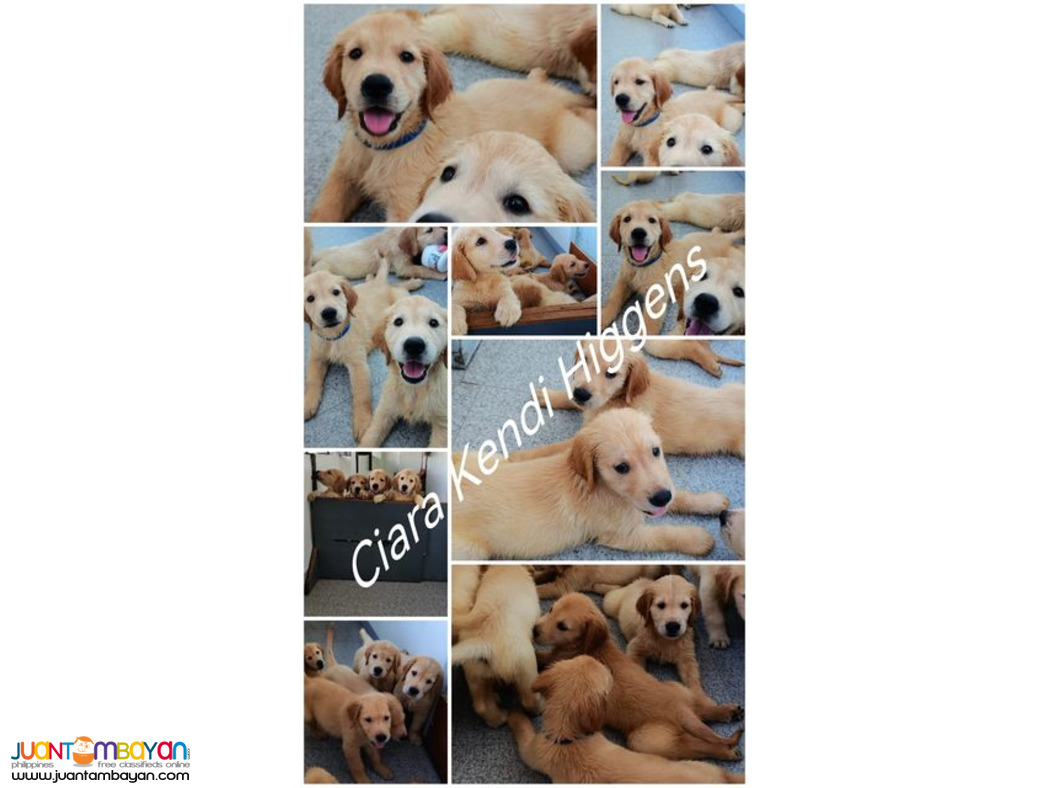 Pure Breed Golden Retriever Puppy/Puppies