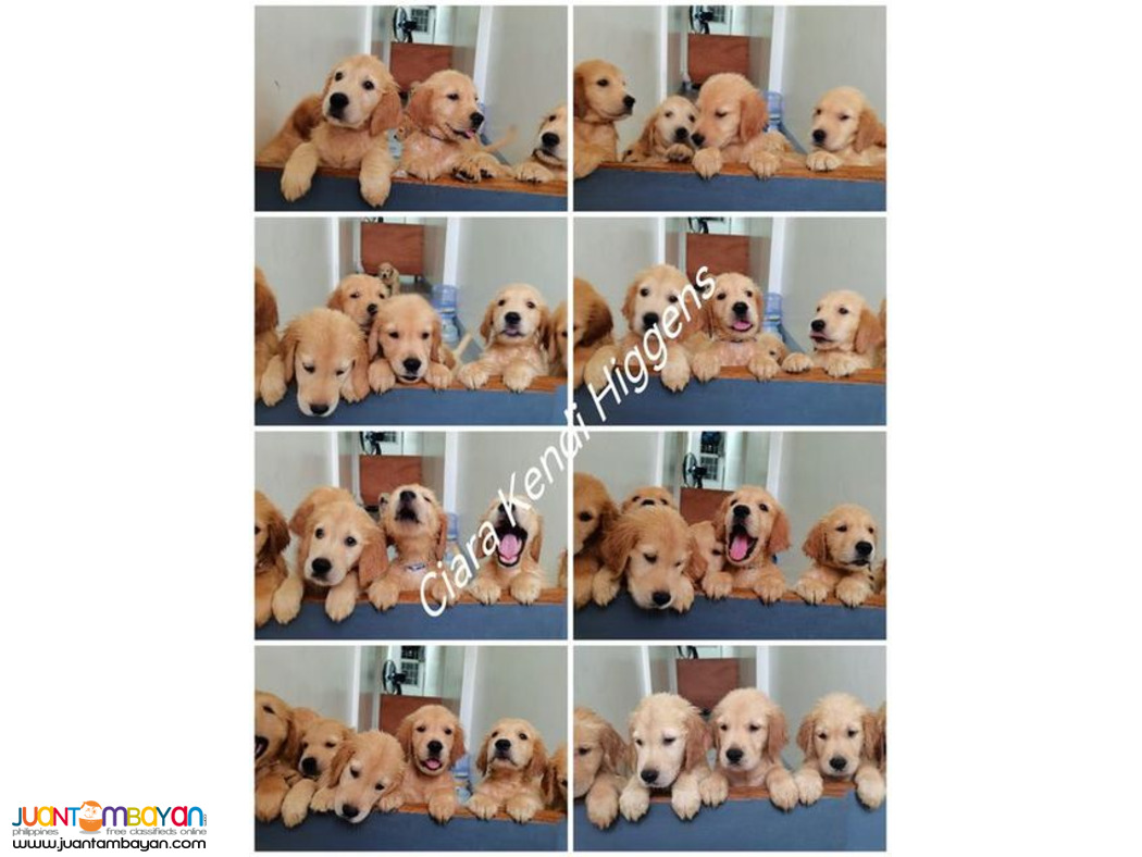 Pure Breed Golden Retriever Puppy/Puppies