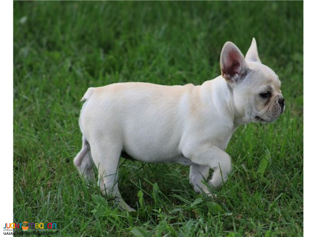  FRENCH BULLDOG PUPPY MALE & FEMALE AVAILABLE 