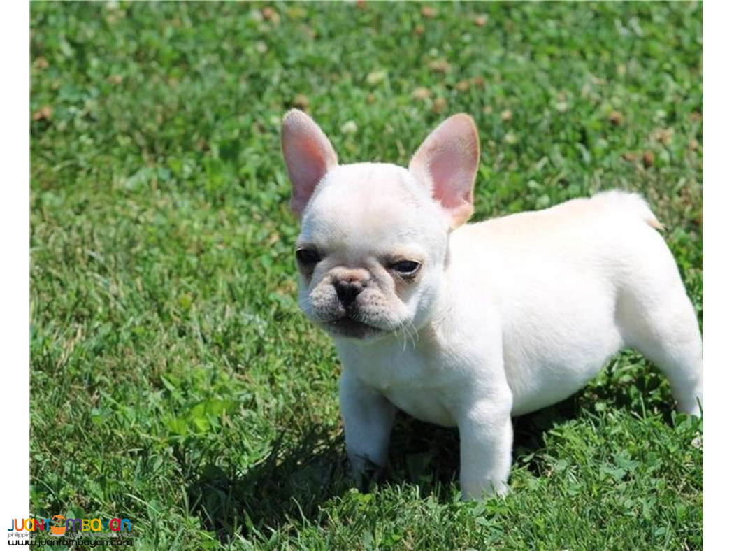  FRENCH BULLDOG PUPPY MALE & FEMALE AVAILABLE 