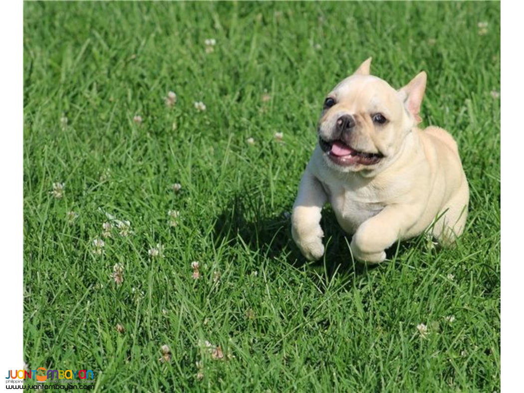  FRENCH BULLDOG PUPPY MALE & FEMALE AVAILABLE 