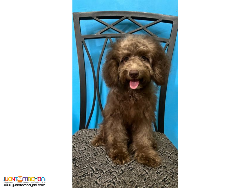 Quality Female Toy Poodle Puppies