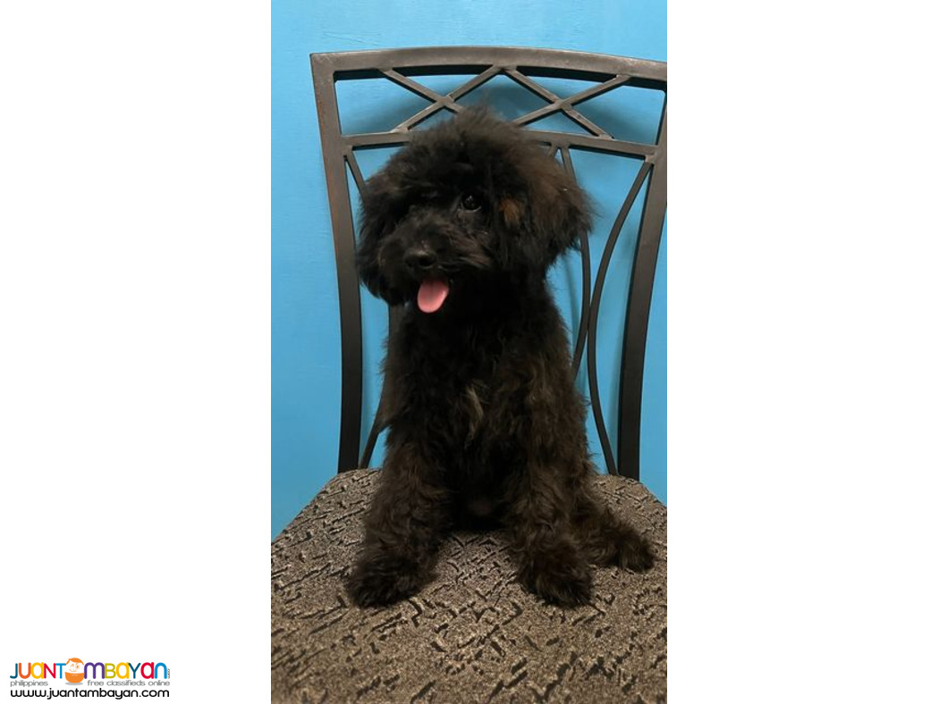 Quality Female Toy Poodle Puppies