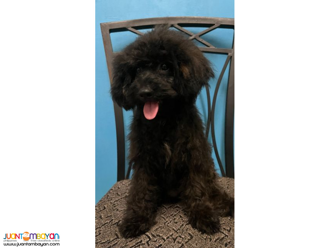 Quality Female Toy Poodle Puppies