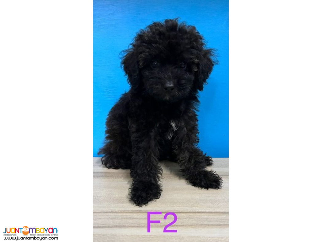 Quality Female Toy Poodle Puppies