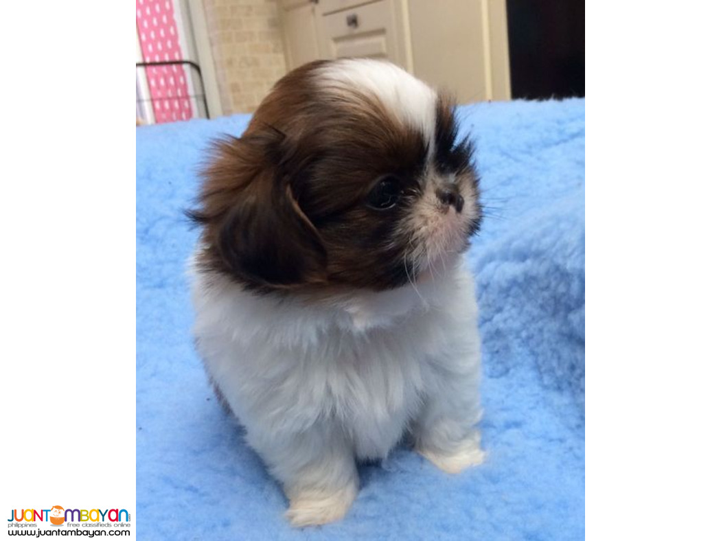 Pure Breed Shih Tzu Puppy/Puppies