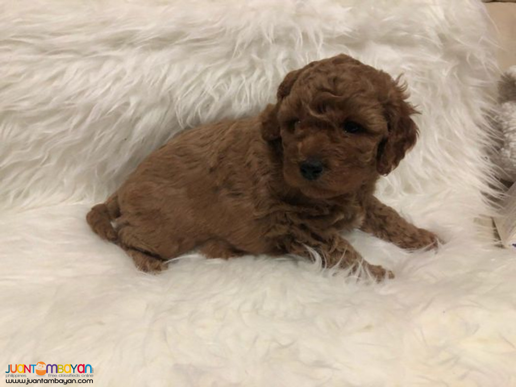 Toy Poodle Puppies