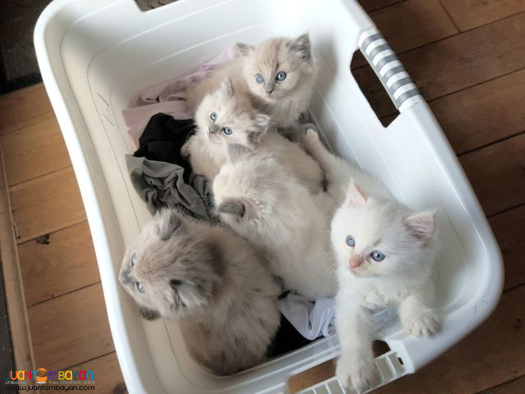 Beautiful Ragdoll Kittens