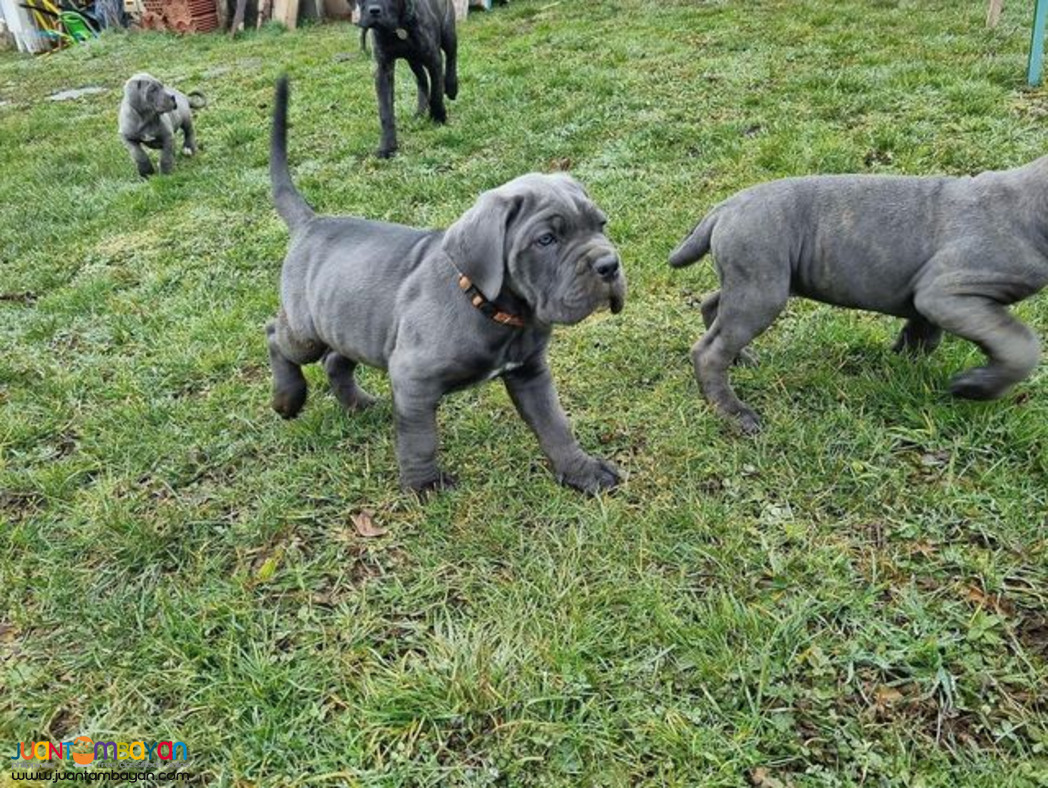Cane Corso Mastiff puppy