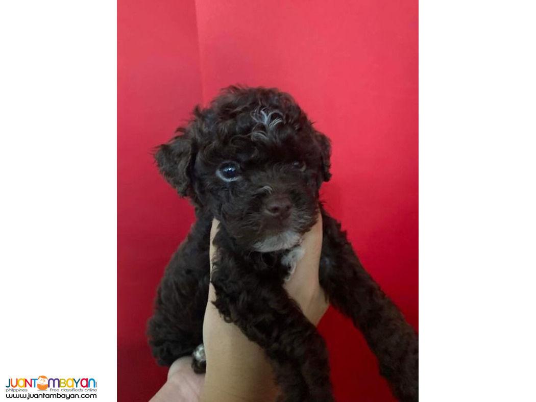 Dark Brown Male Toy Poodle Puppy