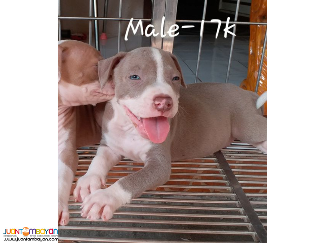 American Pit Bull Terrier APBT Pitbull Showtype
