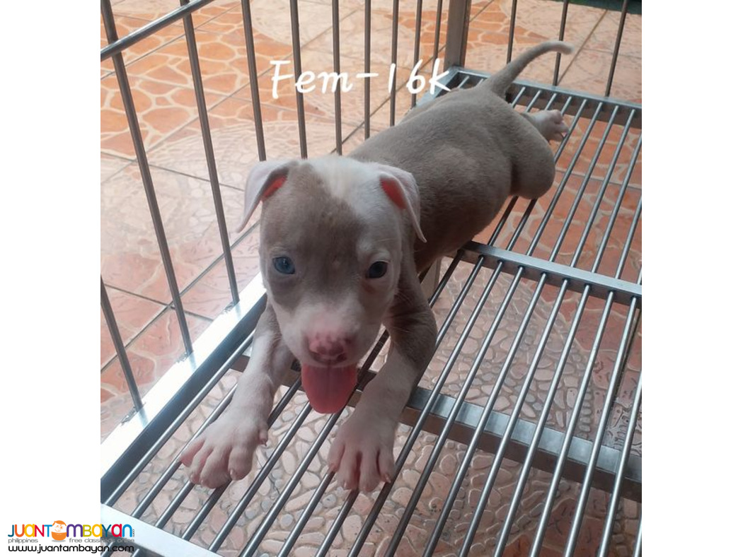 American Pit Bull Terrier APBT Pitbull Showtype