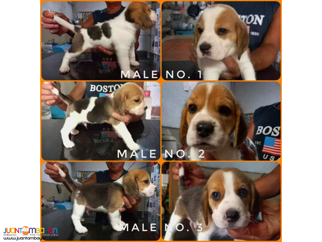 BEAGLE PUPPIES FOR SALE!!!