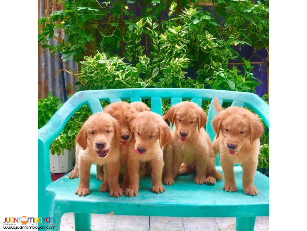 GOLDEN RETREIVER PUPPIES 