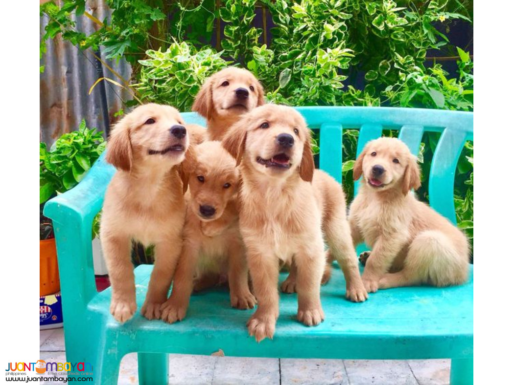 GOLDEN RETREIVER PUPPIES 