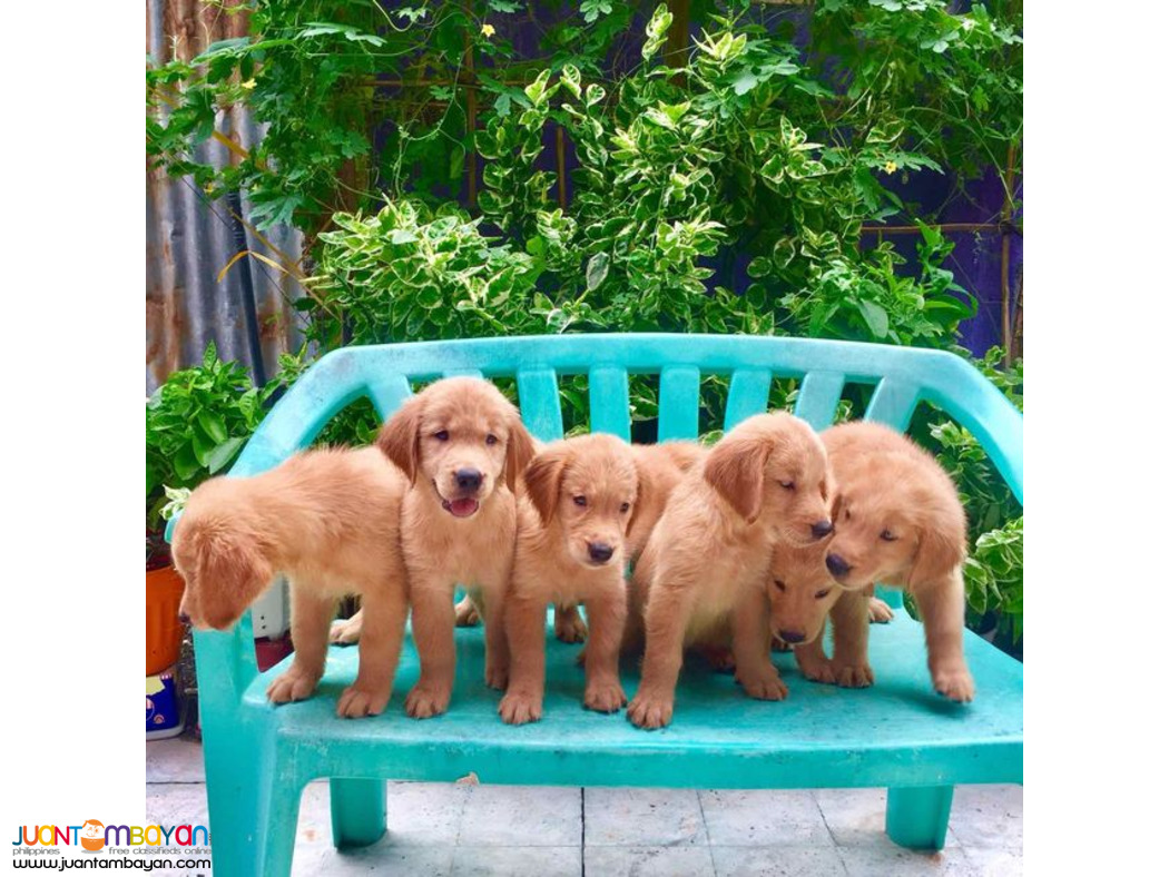 GOLDEN RETREIVER PUPPIES 