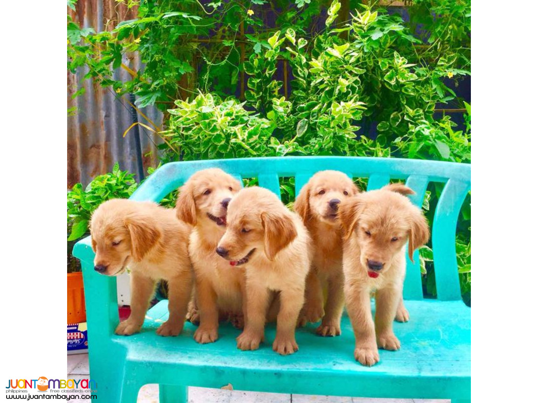 GOLDEN RETREIVER PUPPIES 