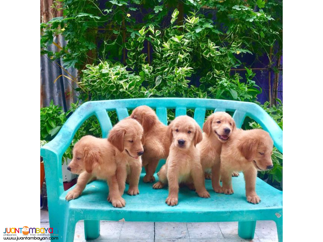 GOLDEN RETREIVER PUPPIES 