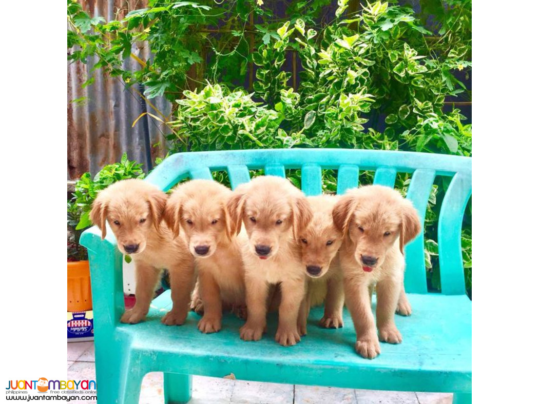 GOLDEN RETREIVER PUPPIES 