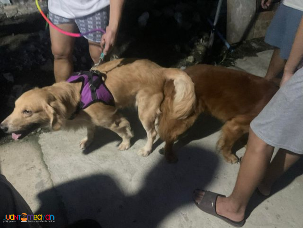 GOLDEN RETREIVER PUPPIES 