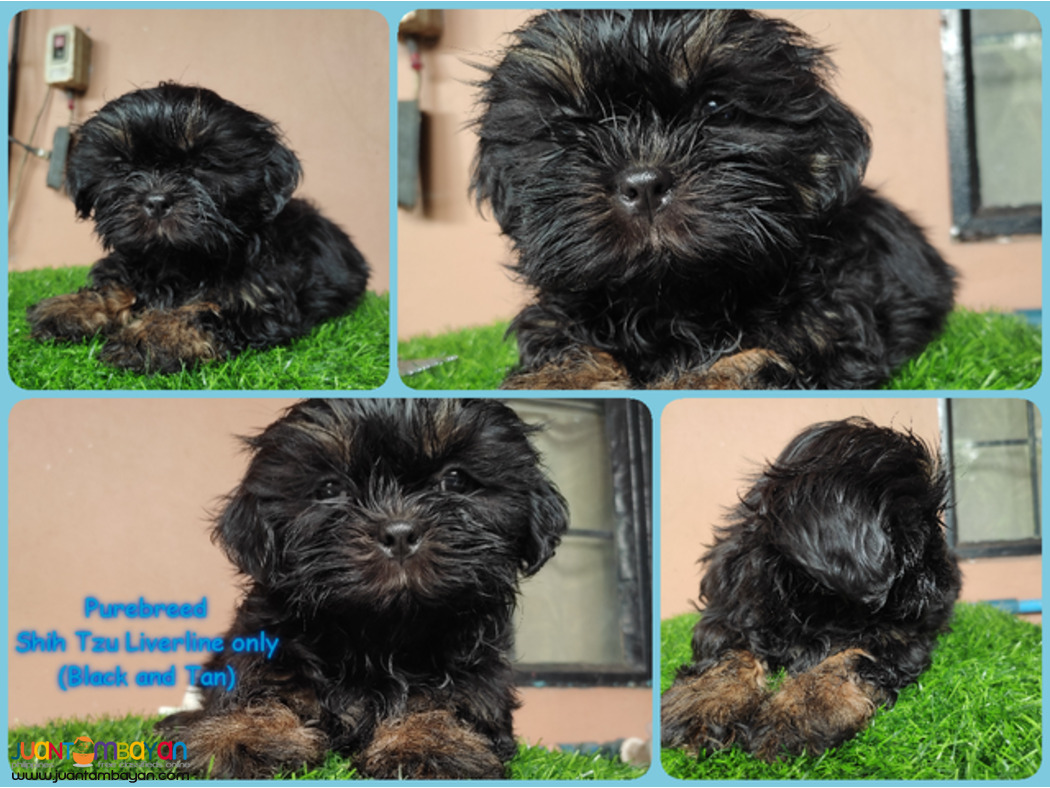 Quality Purebreed Shih Tzu Puppy for sale