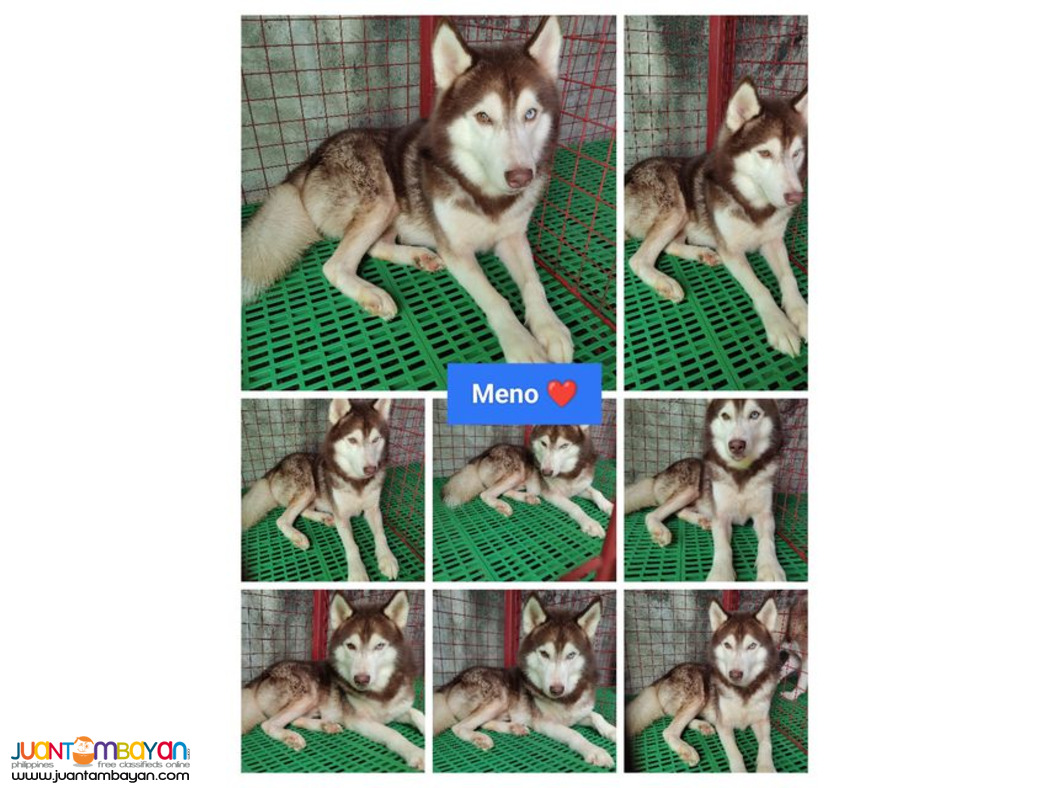 Siberian Husky Stud Service