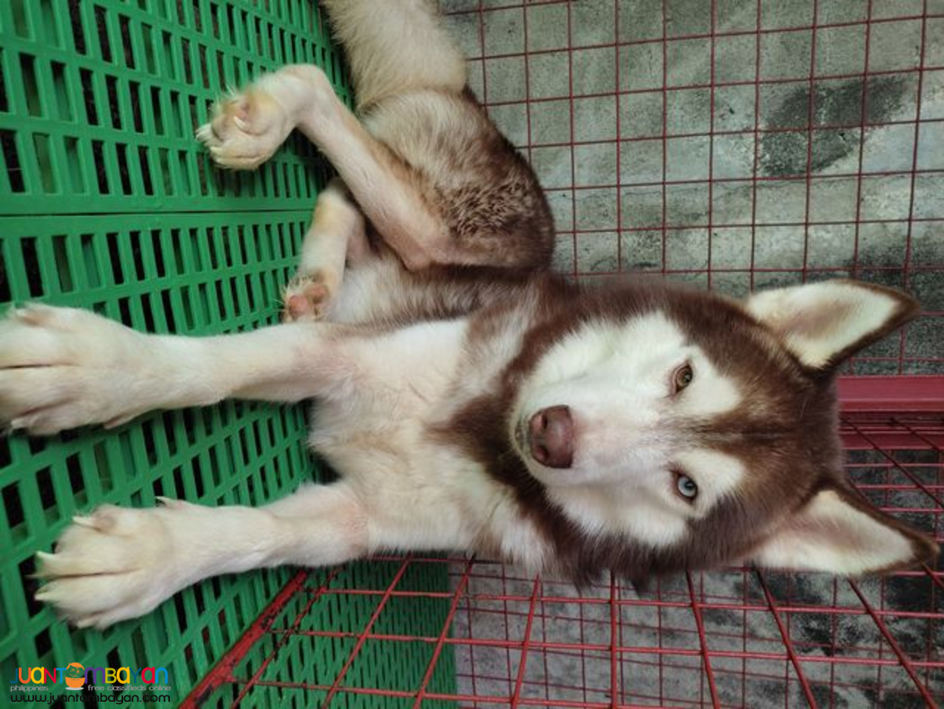 Siberian Husky Stud Service