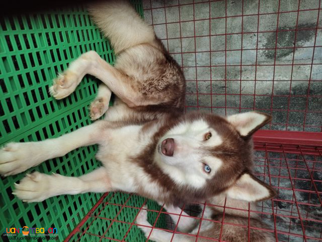 Siberian Husky Stud Service