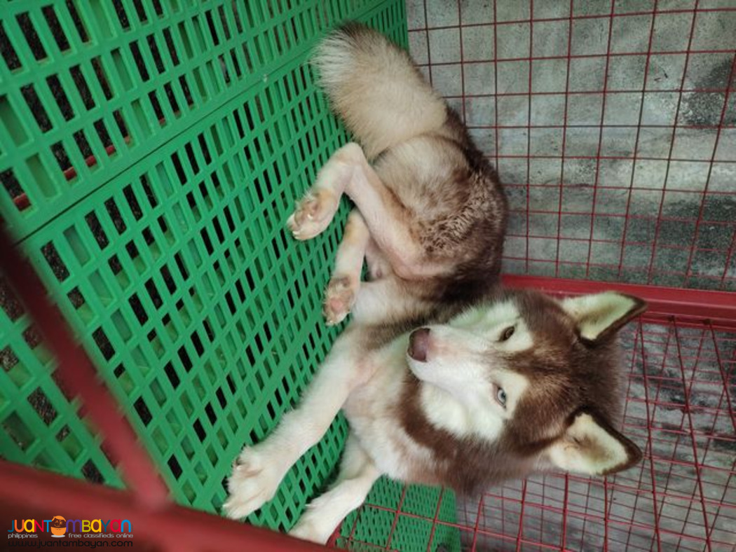 Siberian Husky Stud Service