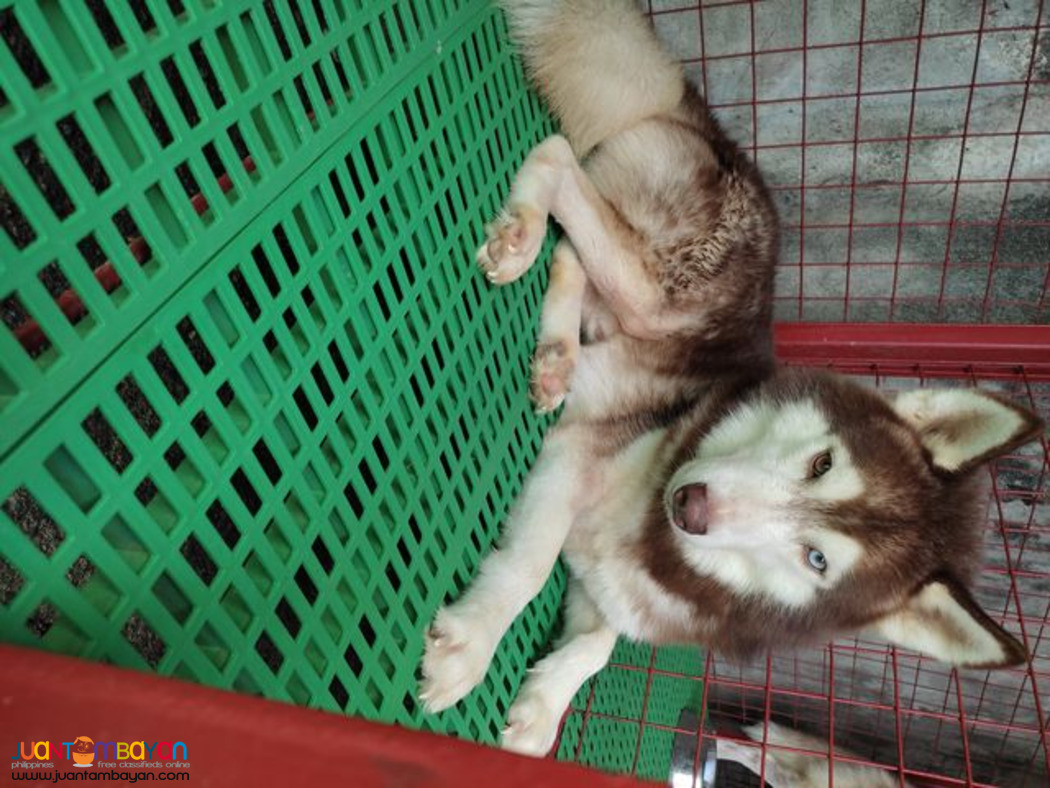 Siberian Husky Stud Service