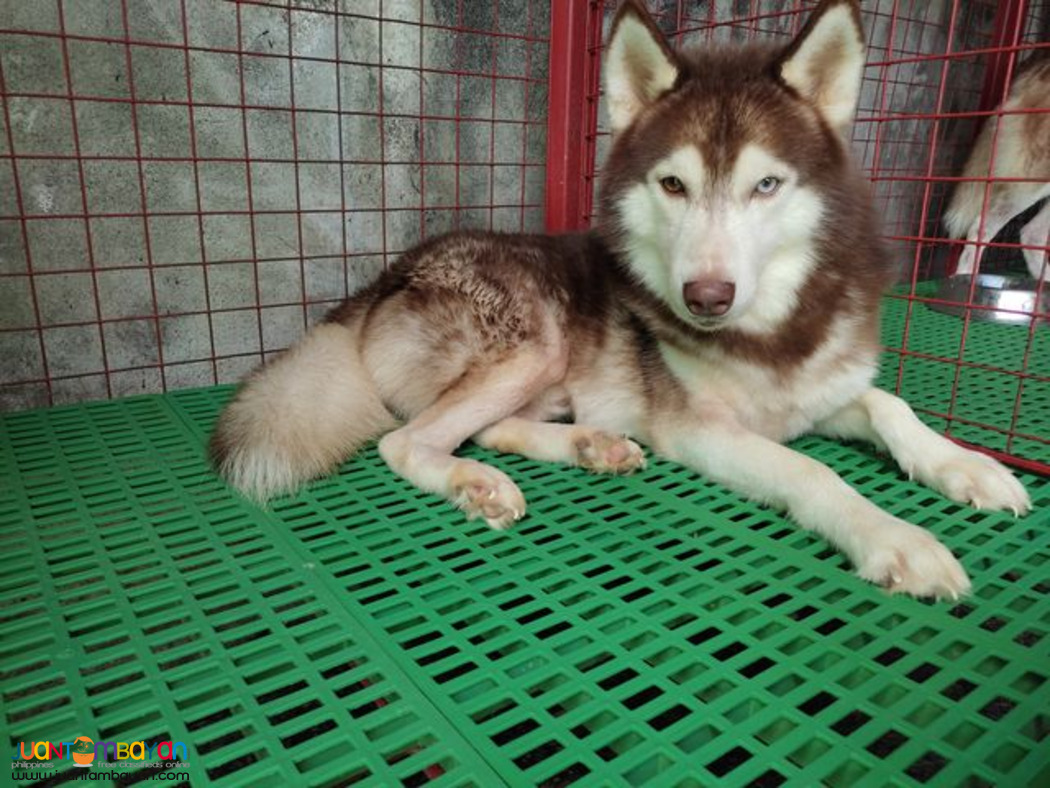 Siberian Husky Stud Service