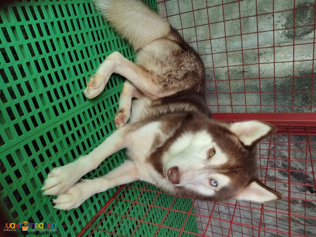 Siberian Husky Stud Service