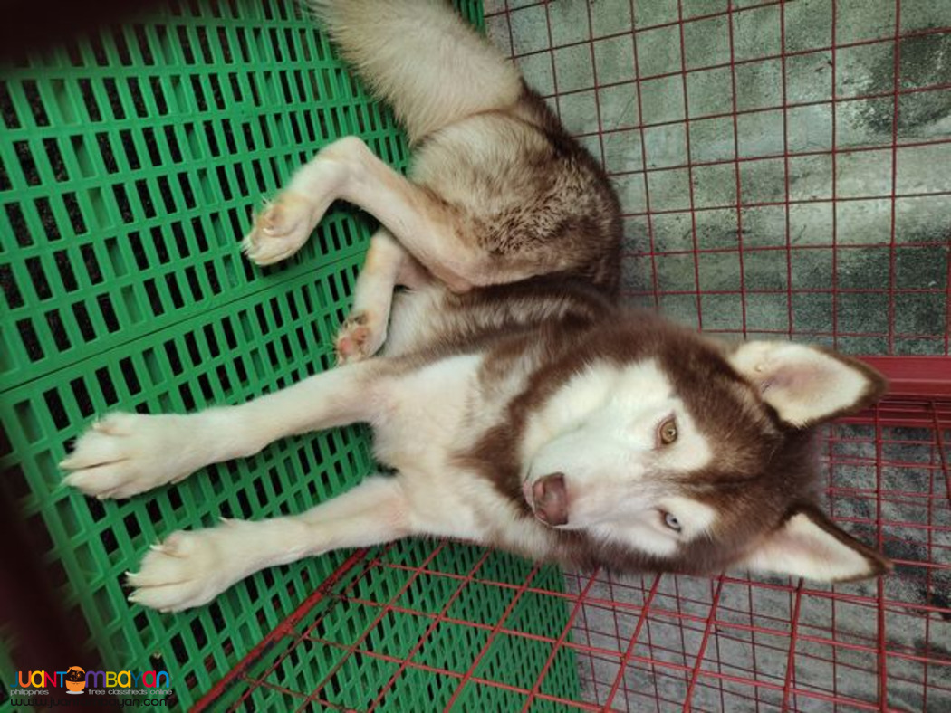 Siberian Husky Stud Service