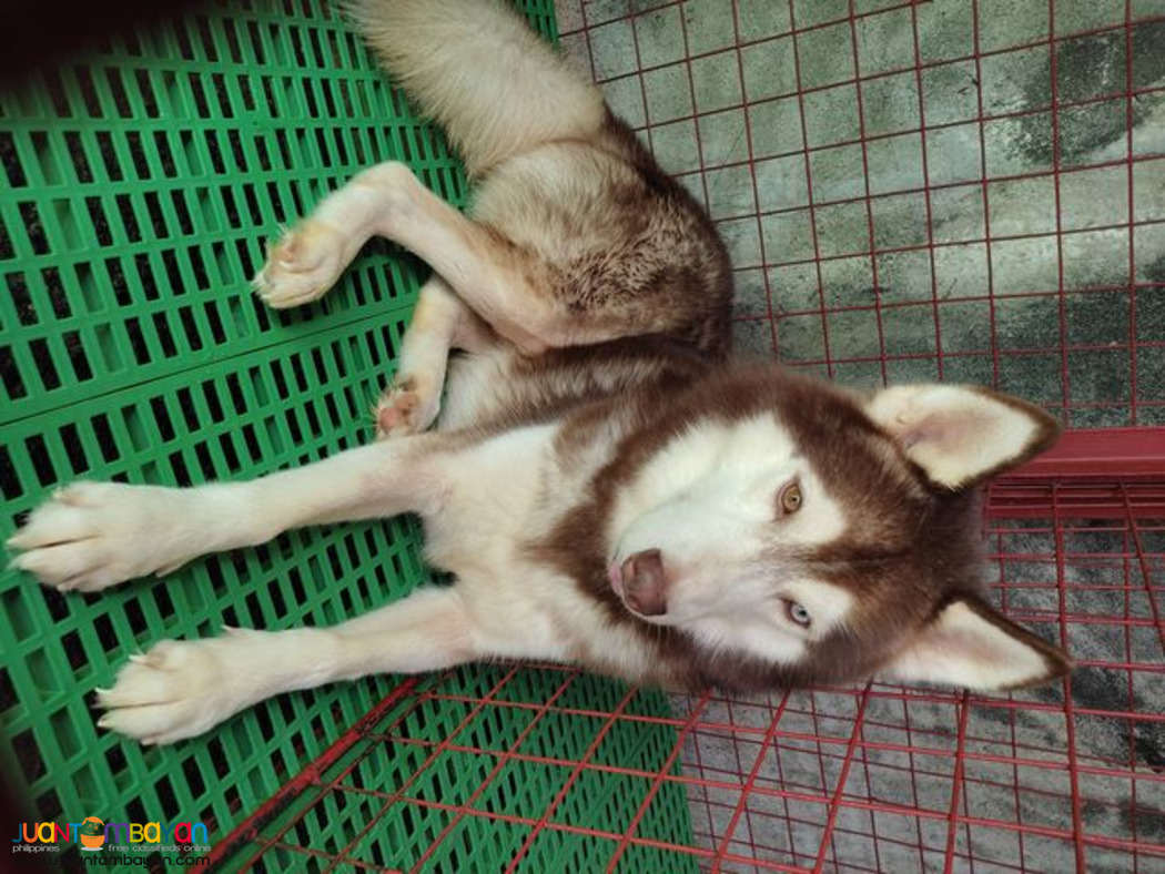 Siberian Husky Stud Service