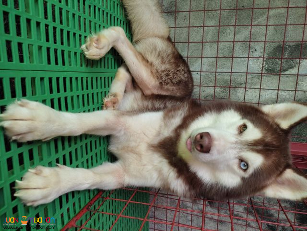 Siberian Husky Stud Service