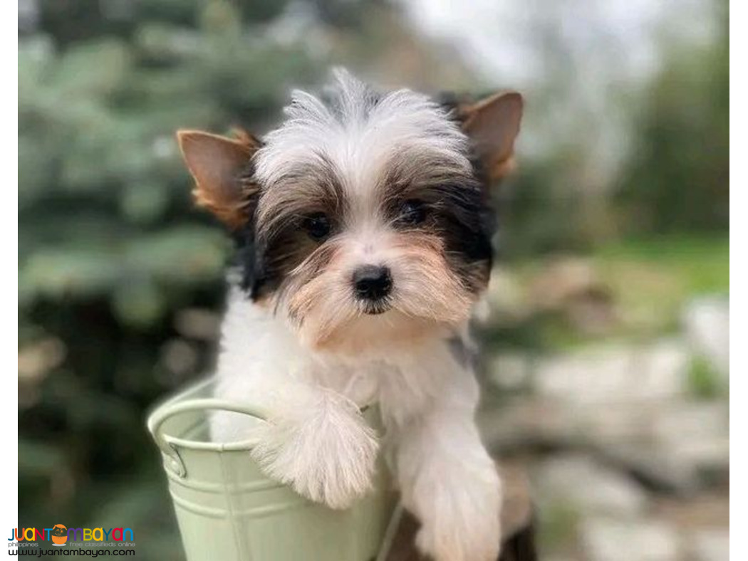 Mix breed Yorkshire & Maltese puppies
