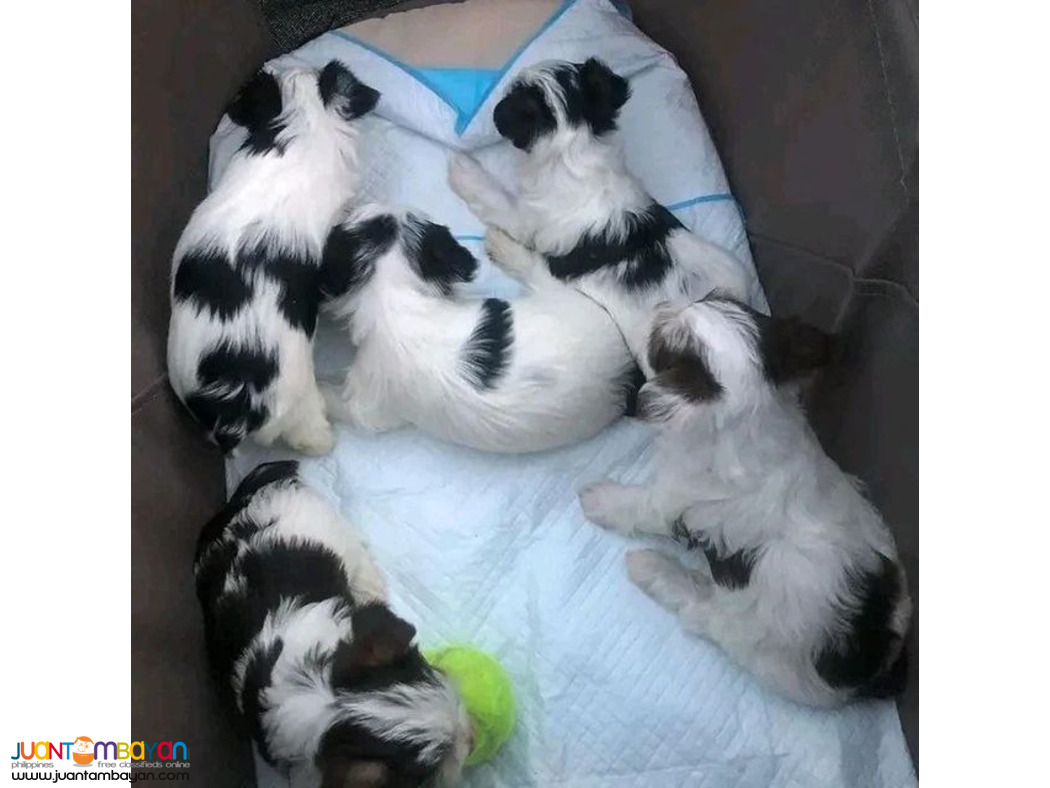 Mix breed Yorkshire & Maltese puppies
