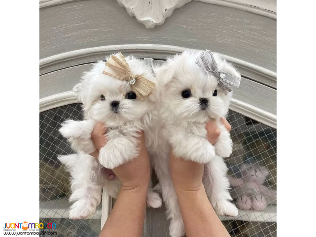 Teacup Maltese Puppies for sale