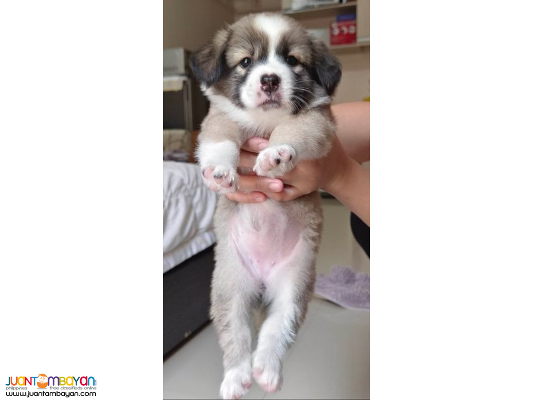 Shih tzu x Japanese spitz