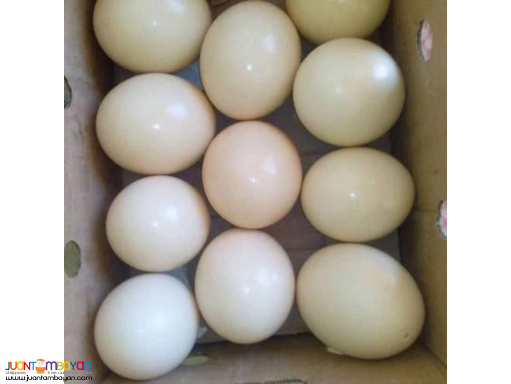We have available Fresh Fertile parrot eggs
