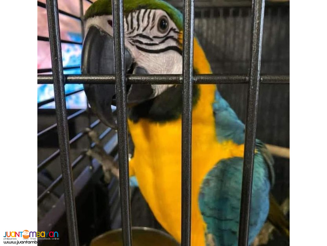 Pair of macaw Parrots The parrots 