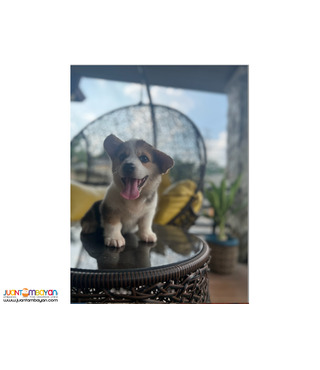 Corgi Tricolor Male