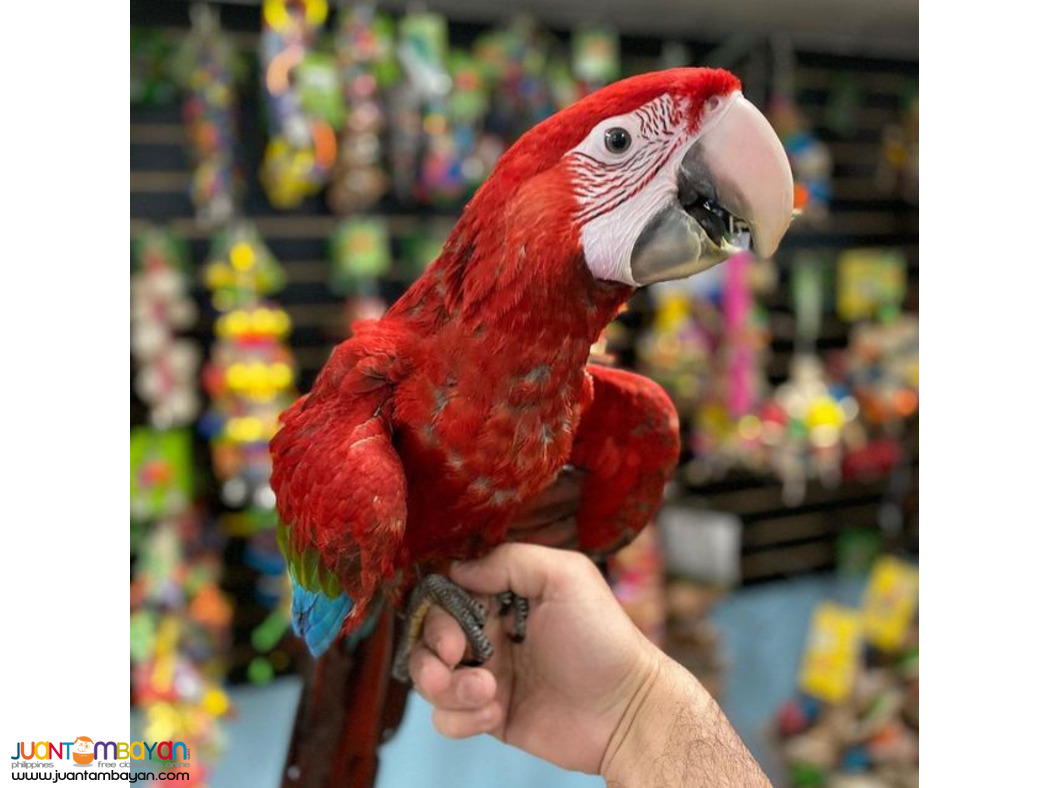 SCARLET MACAW PARROTS Whats App +639060393920