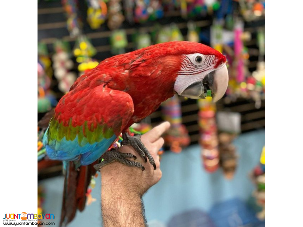 SCARLET MACAW PARROTS Whats App +639060393920