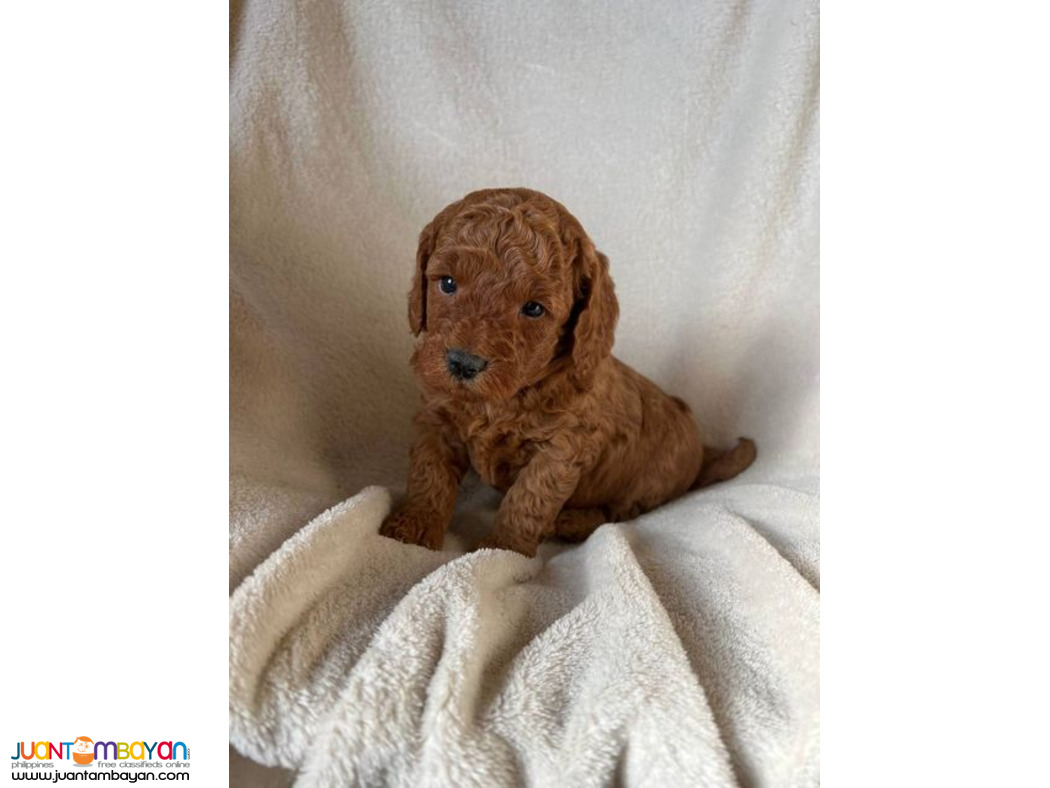 Toy Poodle available Male only