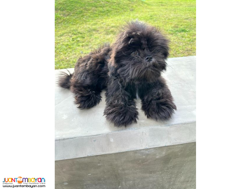 Shih tzu Male 4mos