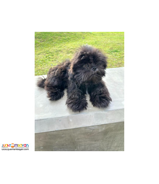 Shih tzu Male 4mos