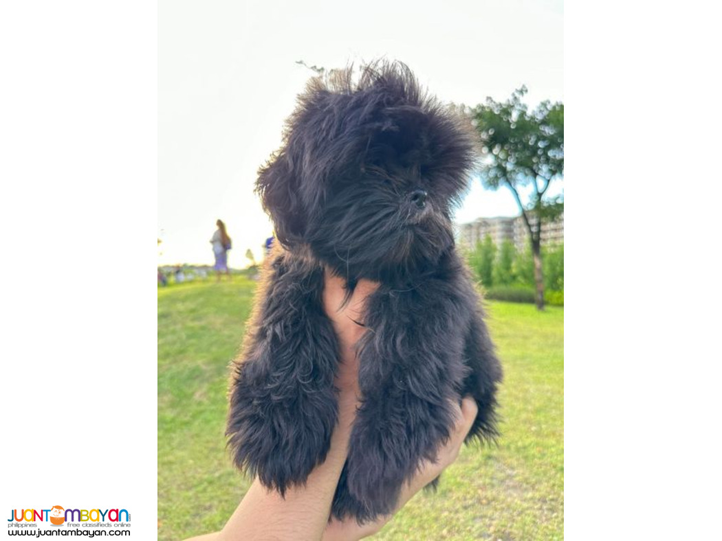 Shih tzu Male 4mos