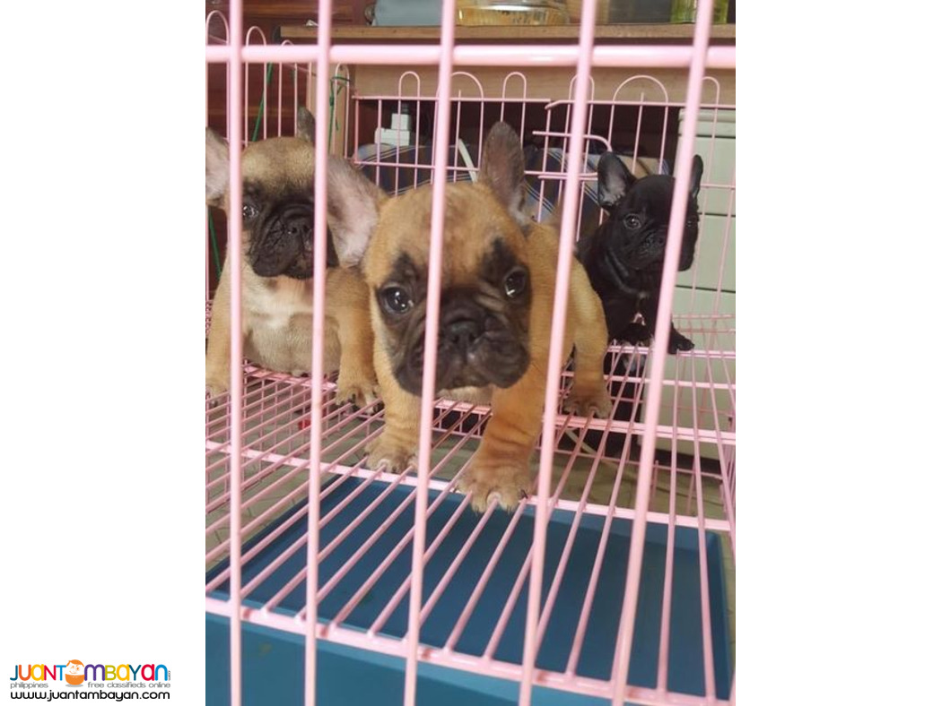 French Bulldog puppies manila 09457024296